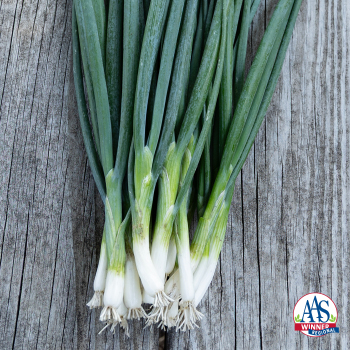 Bunching Onion, Warrior