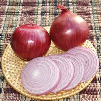 Onions Garden Guide