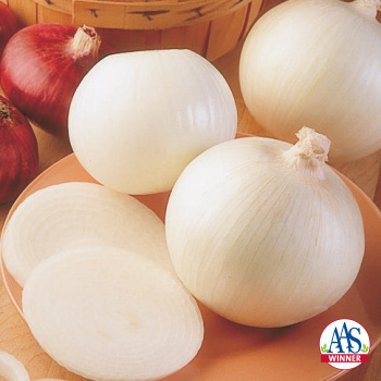 Product Image of Onion, Sierra Blanca Hybrid