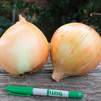 Product Image of Onion, Walla Walla 