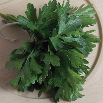 Parsley, Dark Green Italian
