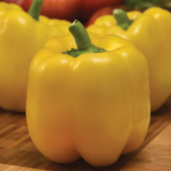 Pepper, Sweet, Trailblazer Hybrid