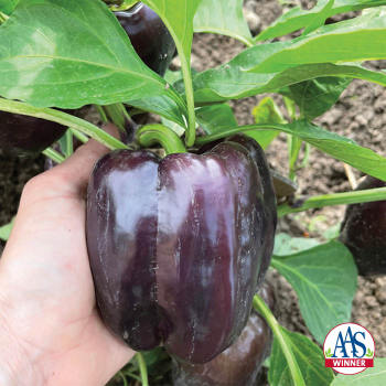 Pepper, Sweet, Dragonfly Hybrid