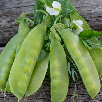 Product Image of Pea, Mammoth Melting Sugar 