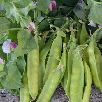 Product Image of Pea, Little Snow Pea Purple Hybrid