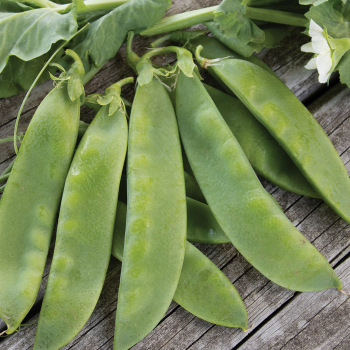 Product Image of Pea, Avalanche 