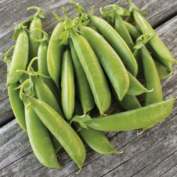 Pea, Super Sugar Snap