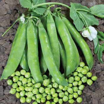 Product Image of Pea, Green Arrow