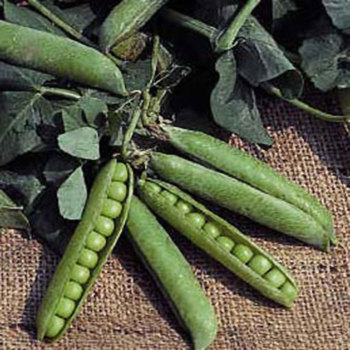 Extra Early Little Marvel Shelling Pea