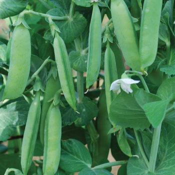 Product Image of Pea, Extra Early Little Marvel 