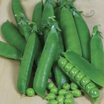 Product Image of Pea, Karina 