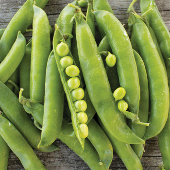 Product Image of Pea, Maestro 