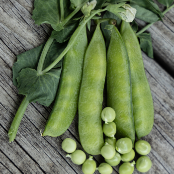 Pea, Laxton's Progress No. 9