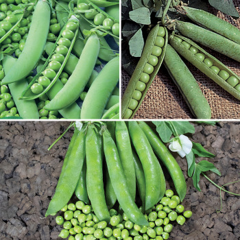 Product Image of Pea, Garden Offer