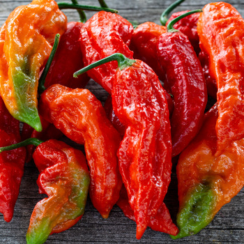 Product Image of Pepper, Hot, Ghost
