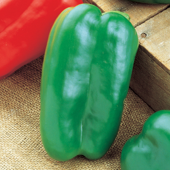 Pepper, Sweet, Big Bertha Hybrid