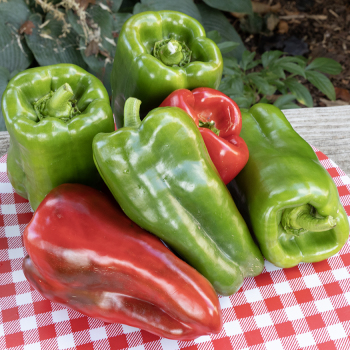 Pepper, Sweet, Big Bertha Hybrid