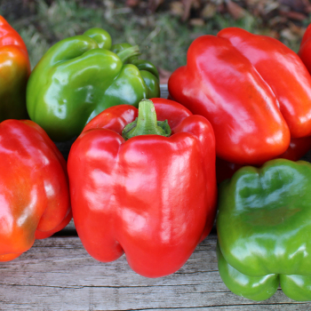 Pepper, Sweet, King Arthur Hybrid