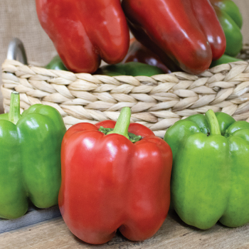 Pepper, Sweet, King Of The North