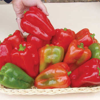 Margarets Pepper