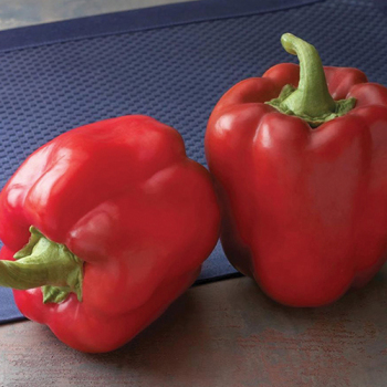 Product Image of Pepper, Bell, Red Bull Hybrid