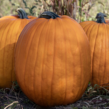 Pumpkin, Autumn Gold Bush Hybrid