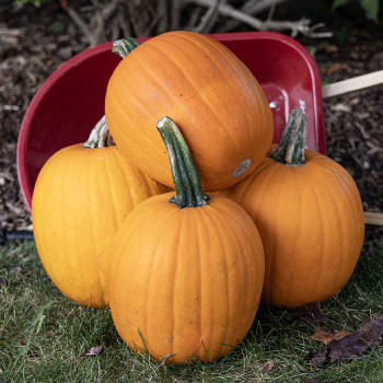 Pumpkin, Corvette PMR Hybrid