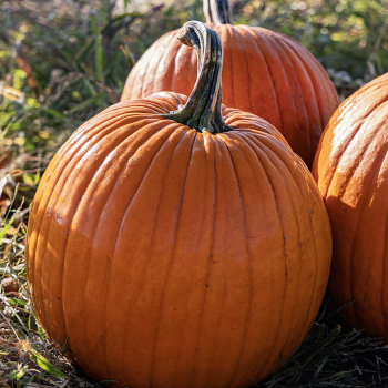 Pumpkin, Cargo PMR Hybrid