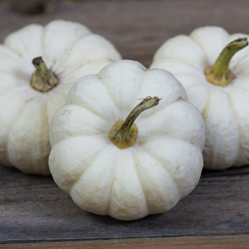 Product Image of Pumpkin, Baby Boo 