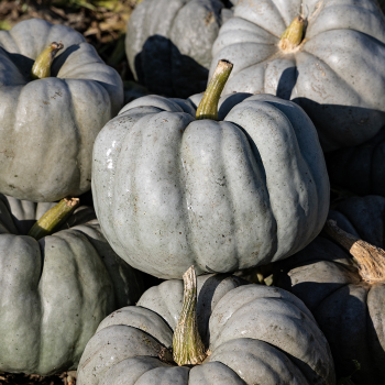 Pumpkin, Blue Doll Hybrid