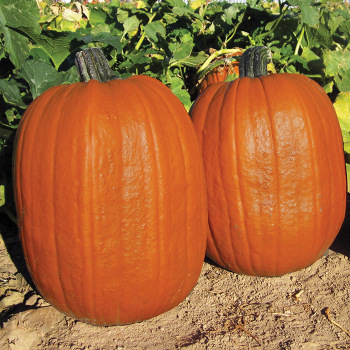 Early Giant Hybrid Pumpkin