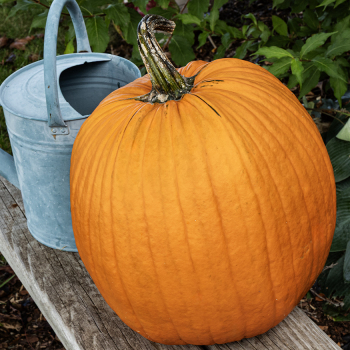 Pumpkin, Howden Biggie