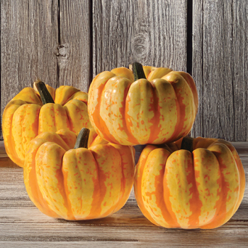 Product Image of Pumpkin, Flame Hybrid 