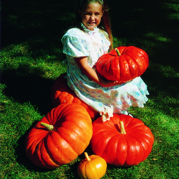 Pumpkin, Rouge Vif D' Etampe
