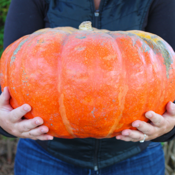 Pumpkin, Rouge Vif d' Etampes