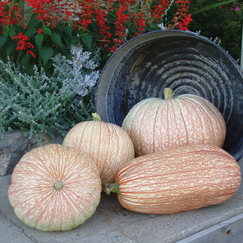 Pumpkin, One Too Many