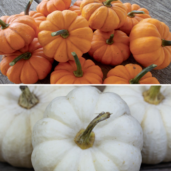 Pumpkin, Miniature Offer