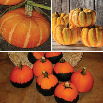 Pumpkin, Novelty Mini Pumpkin Offer