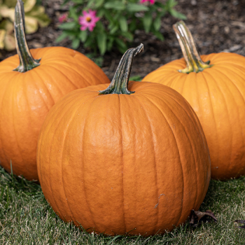 Pumpkin, Magic Lantern Hybrid