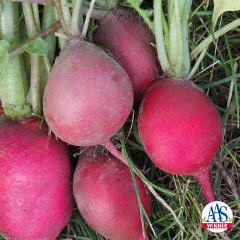 Radish, Champion Radish, Champion