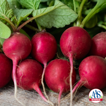 Product Image of Radish, Cherry Belle 