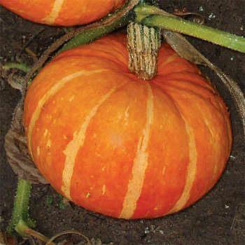 Orange Cutie Hybrid Pumpkin