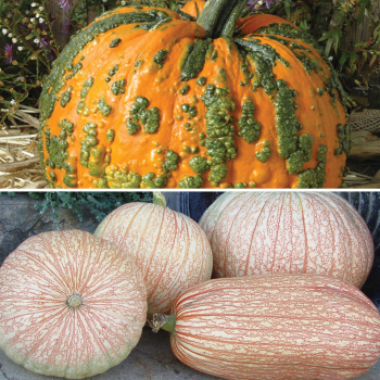 Pumpkin, Novelty Offer