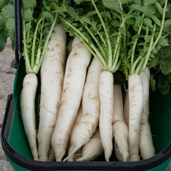 Radish, April Cross Daikon Hybrid Radish, April Cross Daikon Hybrid