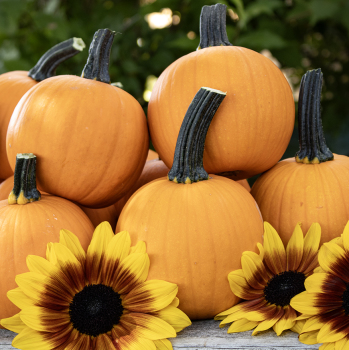 Pumpkin, Kandy Korn Plus Hybrid