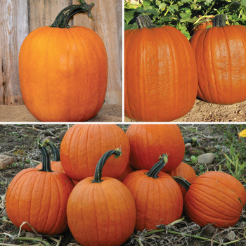 Pumpkin, Jack-O-Lantern Offer