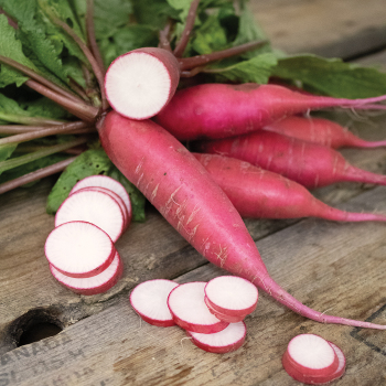 Product Image of Radish, Dragon Hybrid