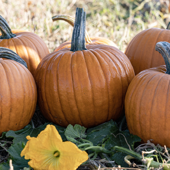 Pumpkin, Racer Plus Hybrid