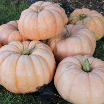 Pumpkin, Porcelain Doll Hybrid