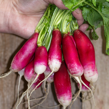 Radish, French Breakfast